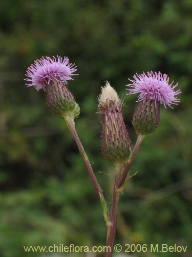 Imágen de Cirsium vulgare (Cardo negro). Haga un clic para aumentar parte de imágen.